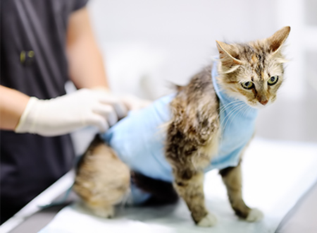 cat getting body bandage from technician