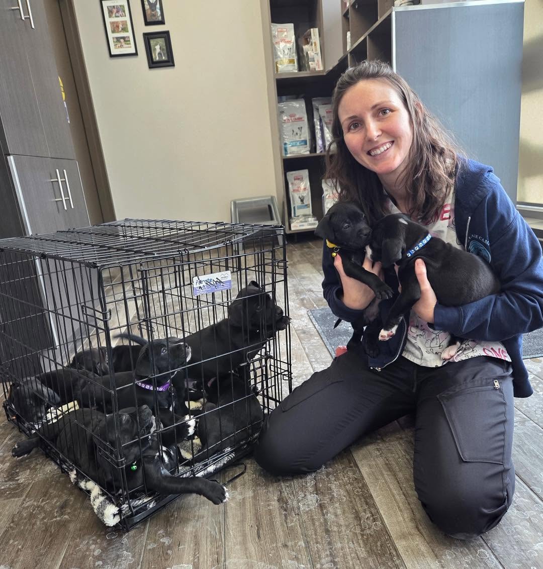 A Pickering Animal Hospital team member with a patient